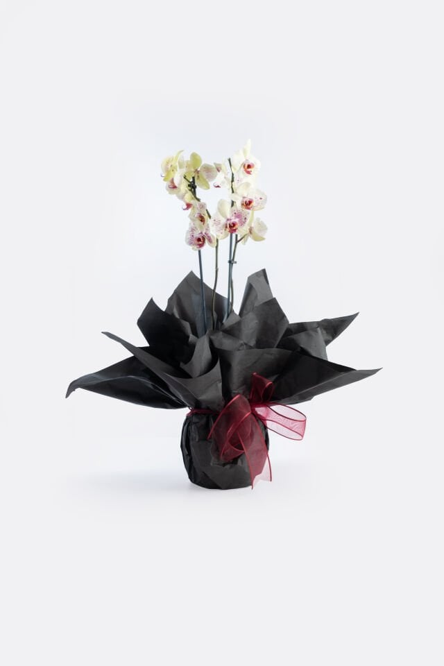 Lily Buketlik Kağıt