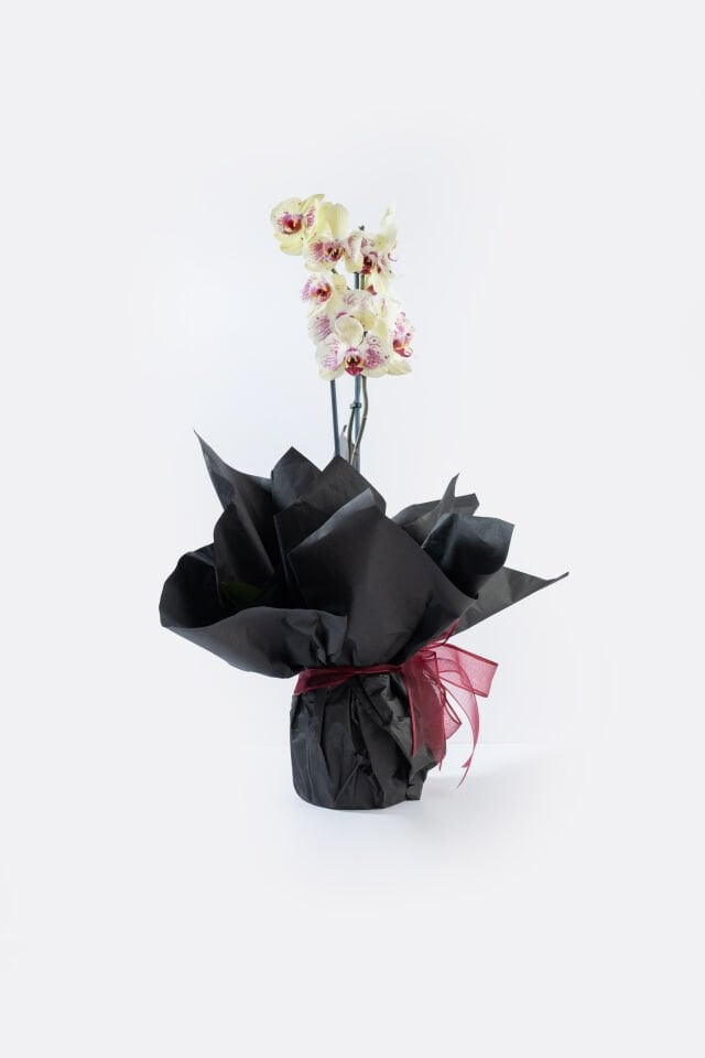 Lily Buketlik Kağıt